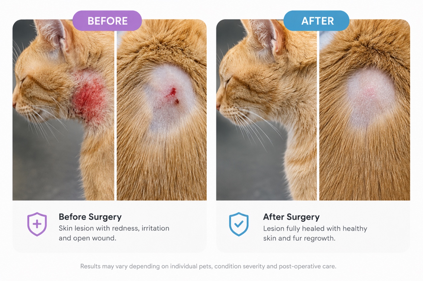 Before and after of a cat's skin lesion healing with fur regrowth after surgery