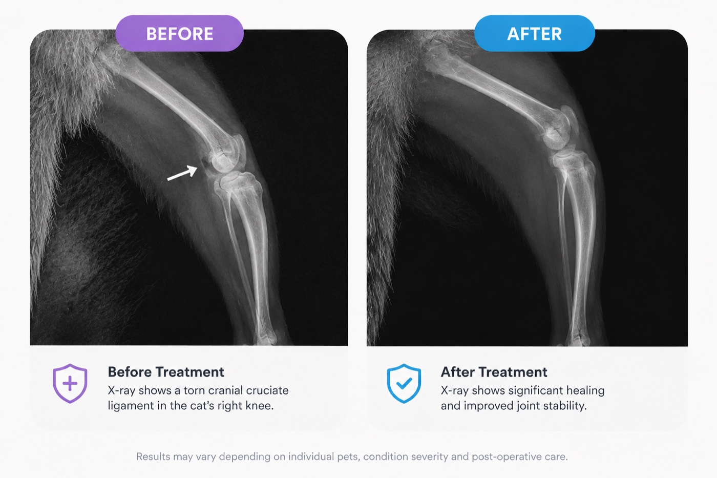 Before and after X-rays of a cat's torn cruciate ligament showing healing and improved joint stability