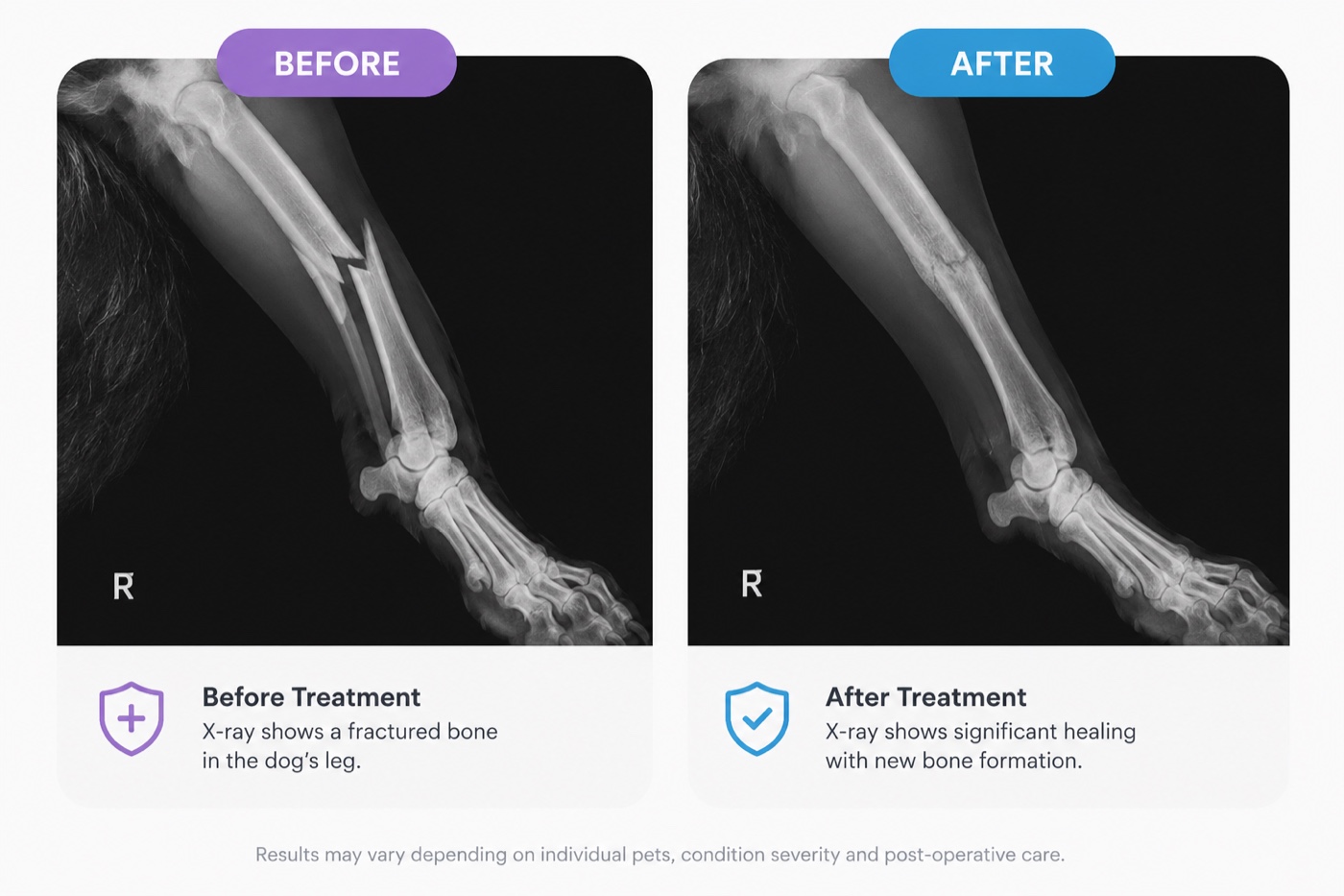 Before and after X-rays of a dog's broken leg showing new bone forming across the break