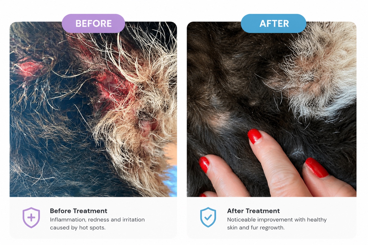 Before and after of inflamed hot spots on a dog, calming and re-growing healthy fur