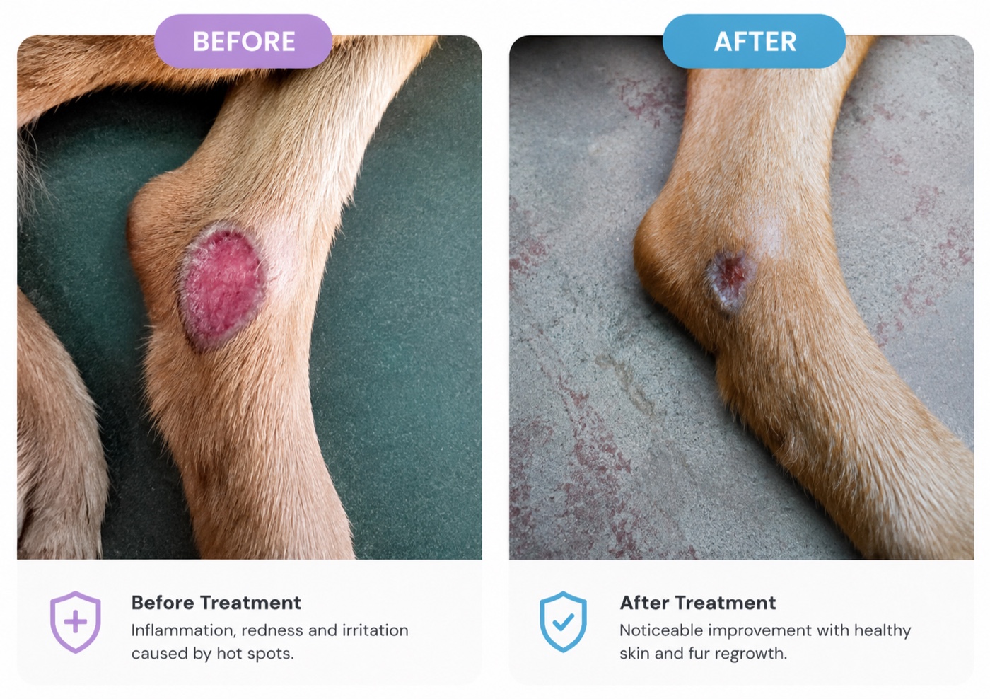 Before and after of a raw hot spot on a dog's leg healing over with regrowth