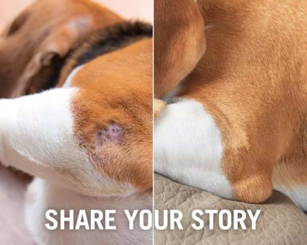 A dog's healed skin, an owner invited to share their before and after story