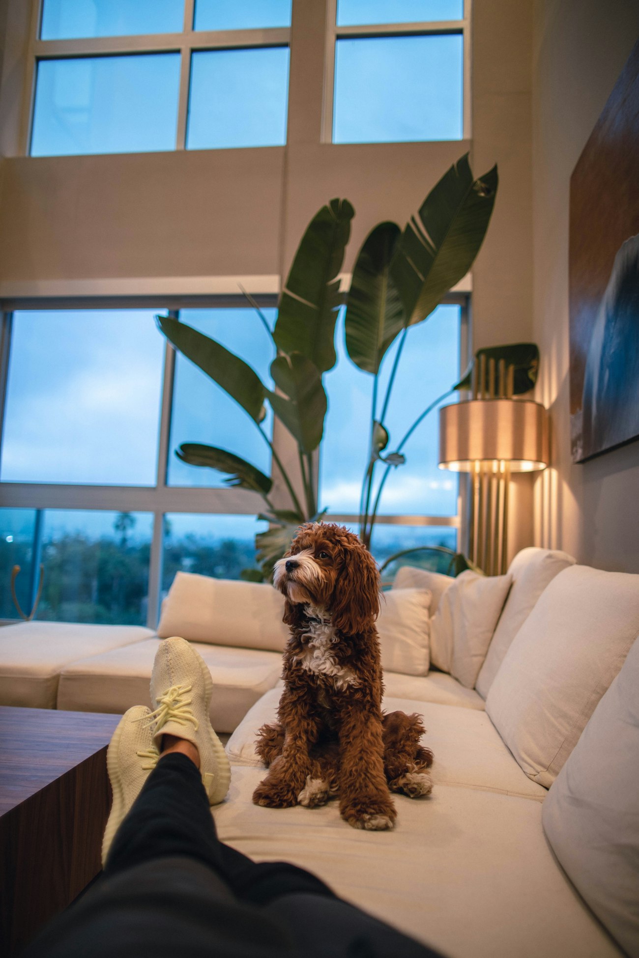 Dog recovering calmly at home