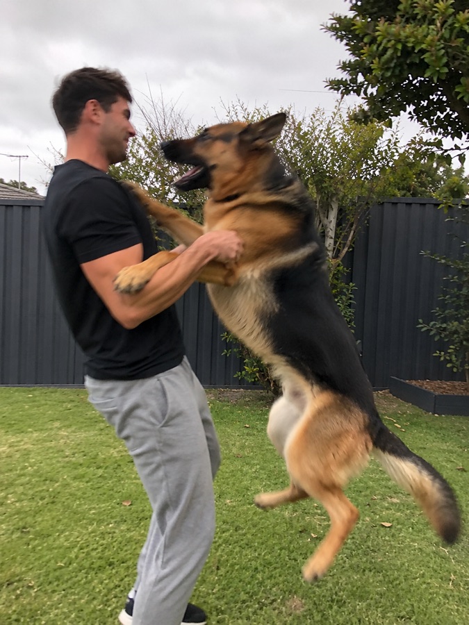 Working dog in full stride